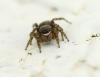 Euophrys rufibarbis